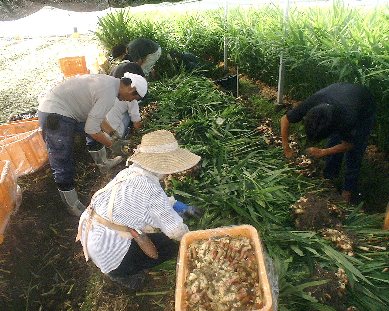 ハウスでの新生姜収穫 今月の生姜畑 しょうがの栽培 生産 製造 卸売の坂田信夫商店