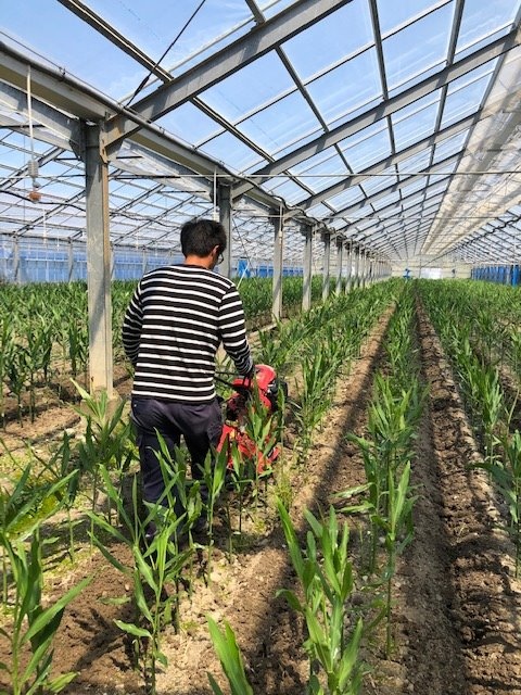 ハウス栽培 土寄せ 今月の生姜畑 しょうがの栽培 生産 製造 卸売の坂田信夫商店