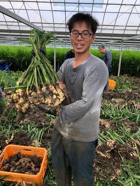 ハウス栽培 収穫 今月の生姜畑 しょうがの栽培 生産 製造 卸売の坂田信夫商店