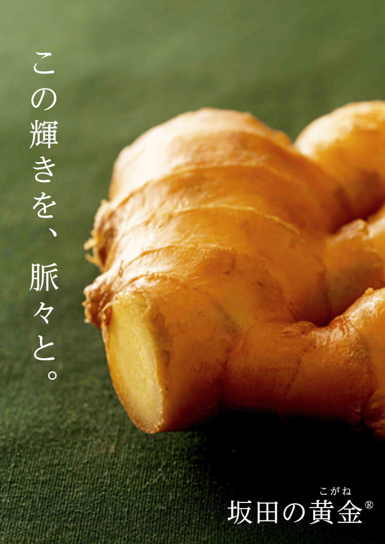 しょうがの栽培・生産・製造・卸売の坂田信夫商店